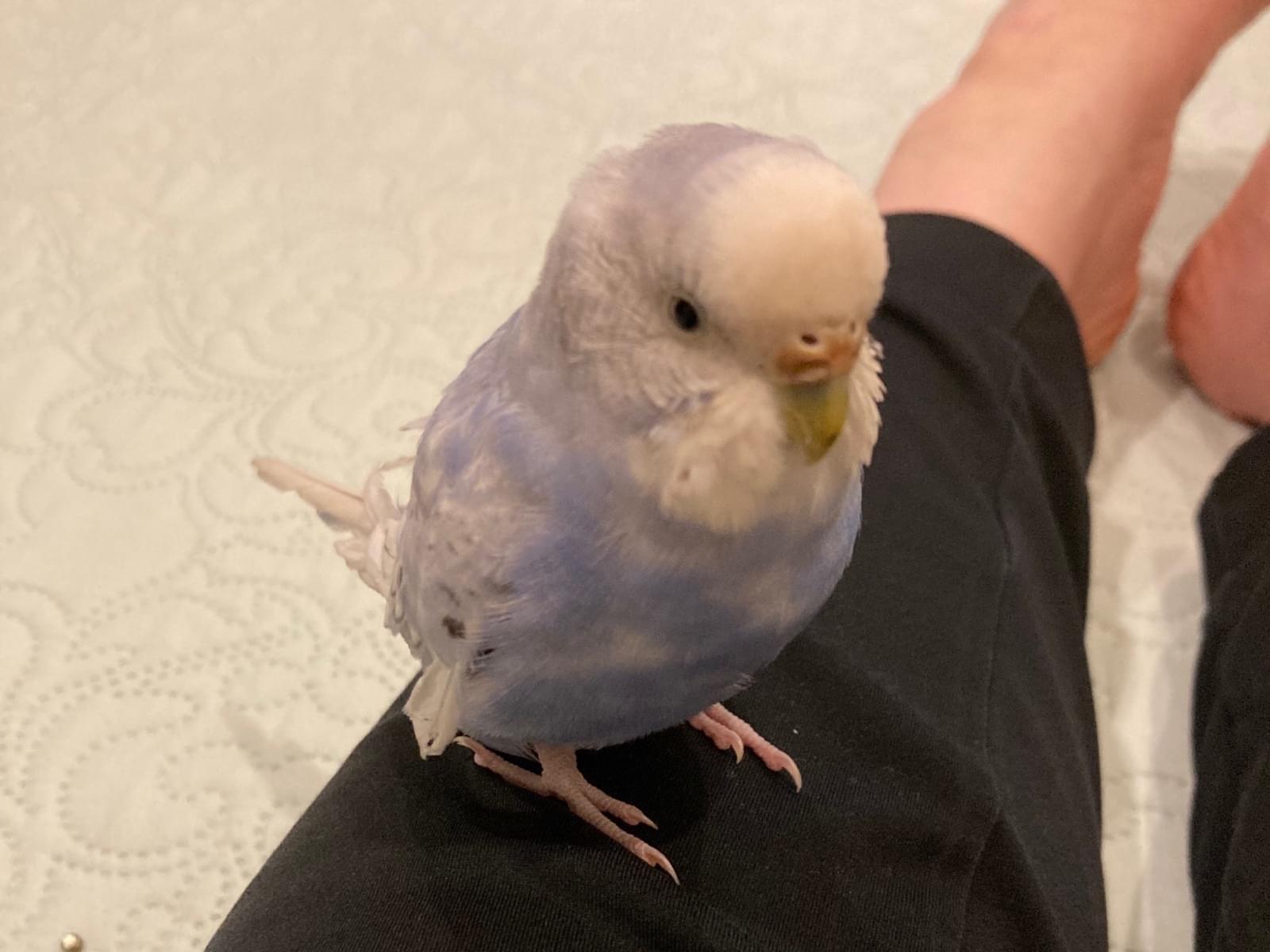 ミントちゃん ミントちゃん