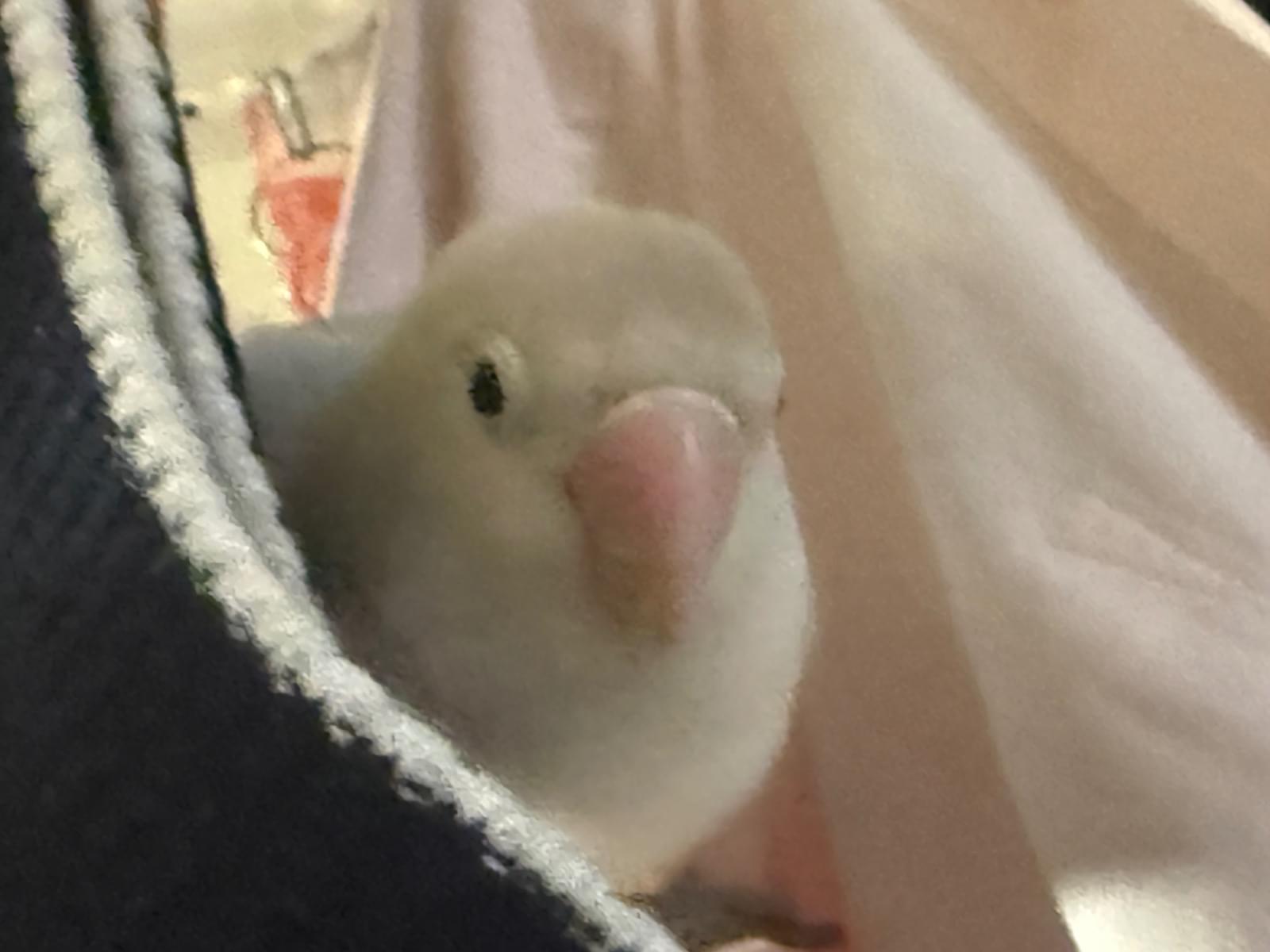 テンちゃん テンちゃん