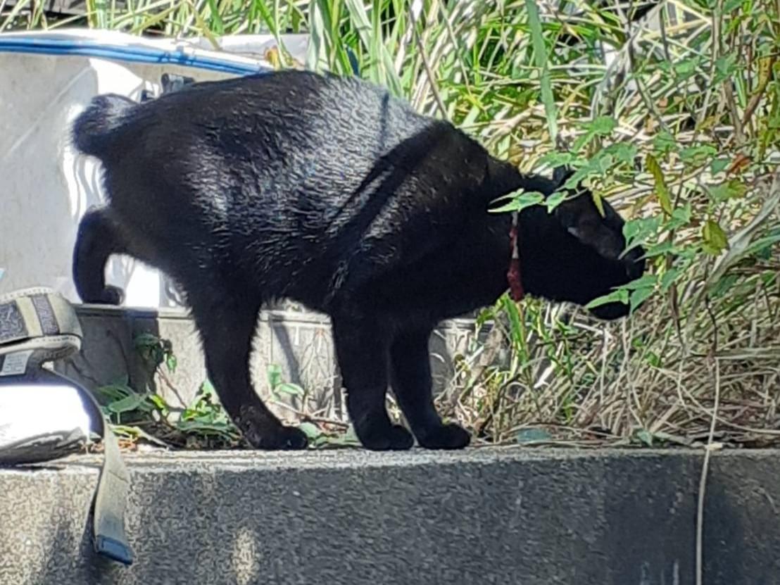 目撃された猫 目撃された猫