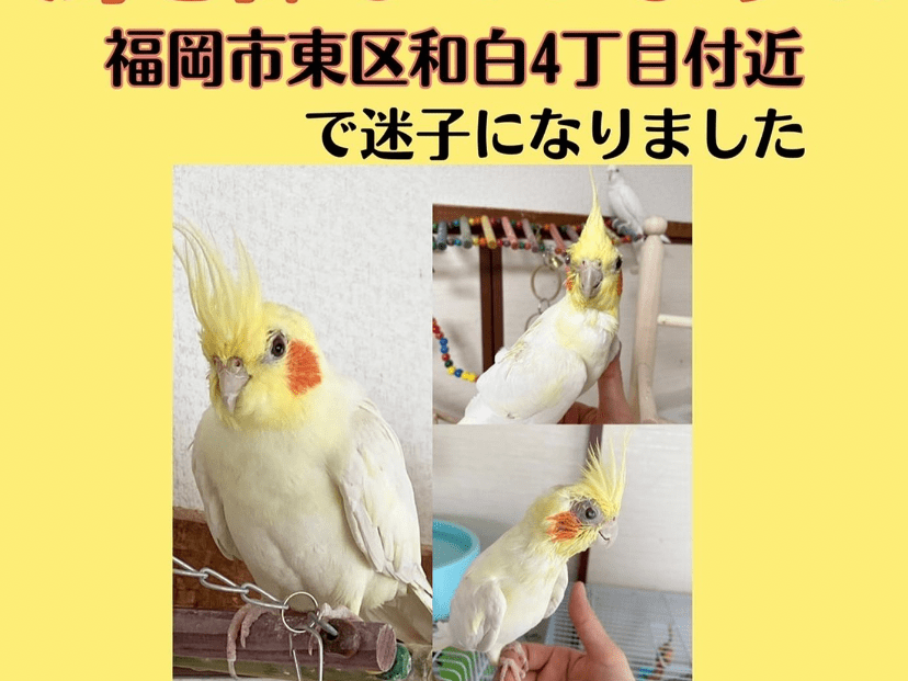 あんずちゃん あんずちゃん
