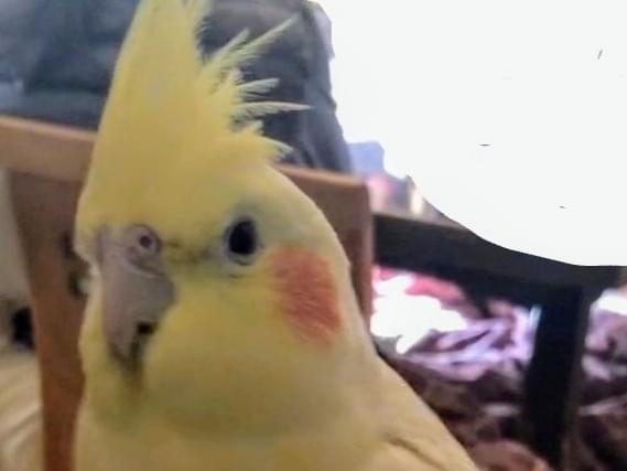 ミリちゃん ミリちゃん