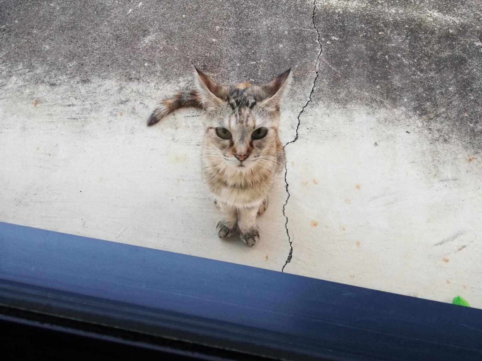 目撃された猫 目撃された猫