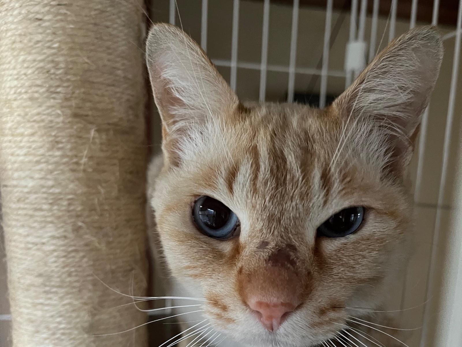 保護された猫 保護された猫