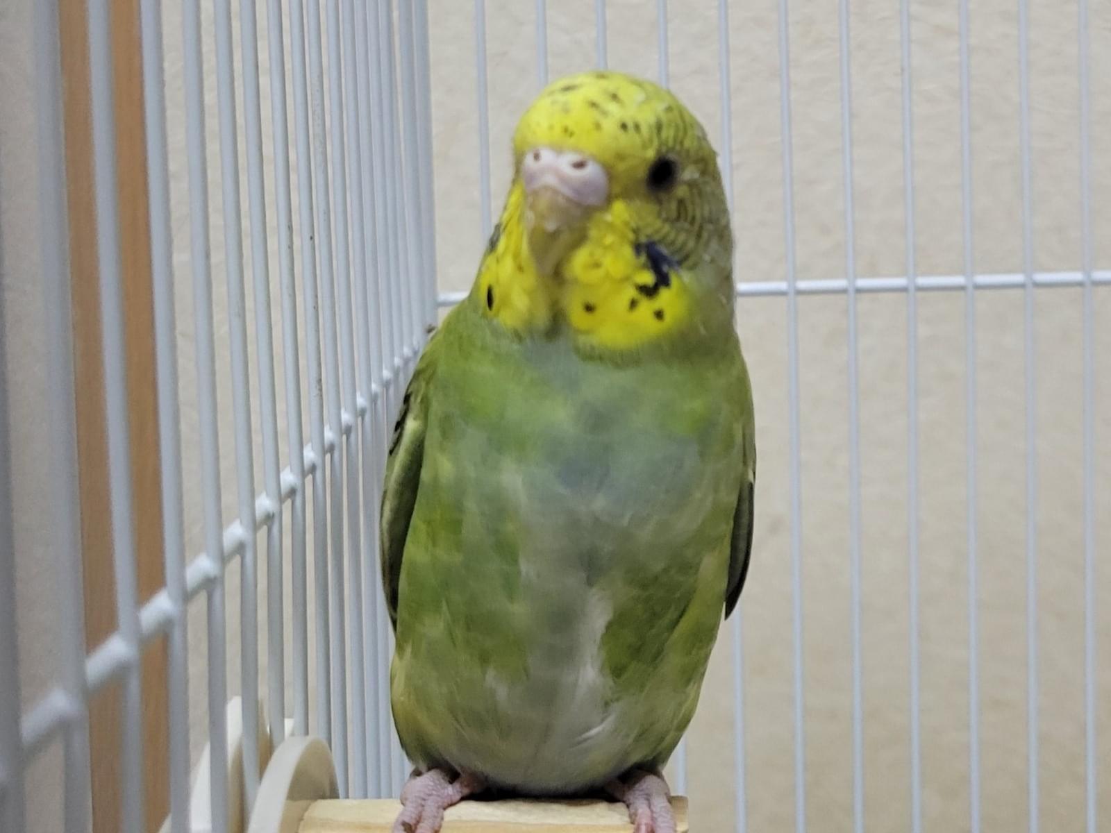 保護された鳥 保護された鳥
