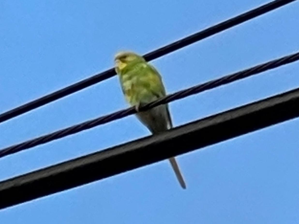 目撃された鳥 目撃された鳥