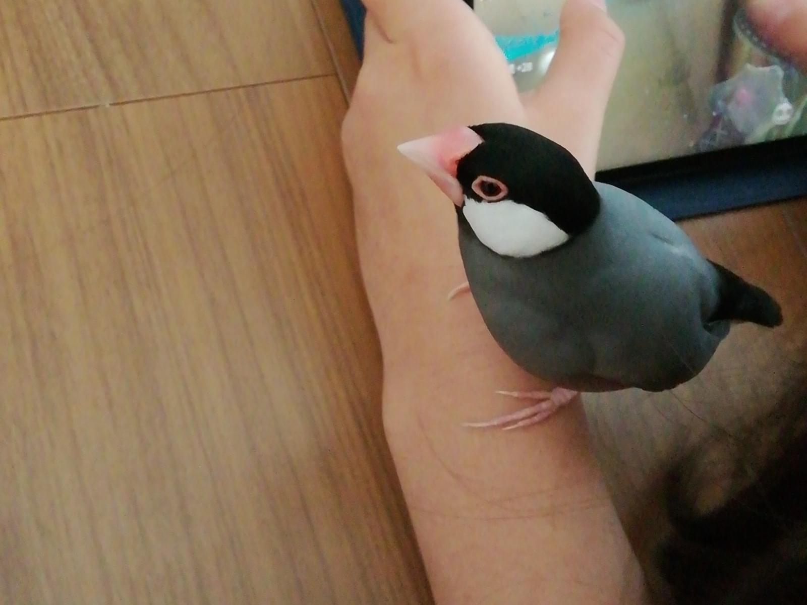 おまめちゃん おまめちゃん