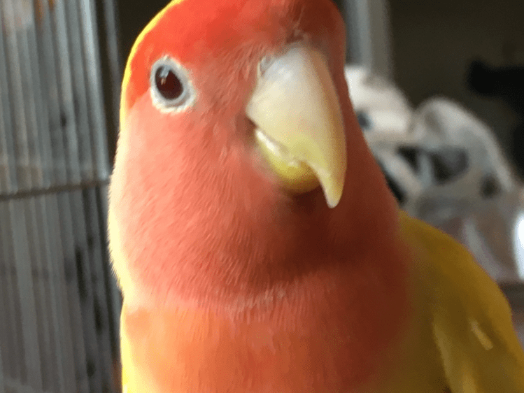 まめちゃん まめちゃん