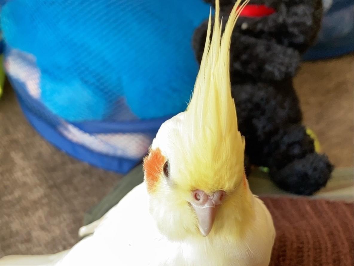 保護された鳥 保護された鳥
