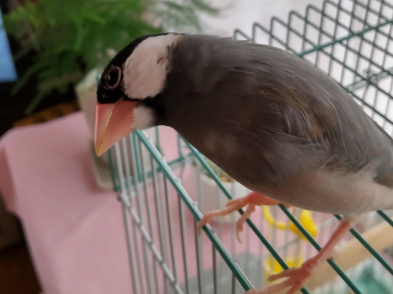 ピピちゃん ピピちゃん