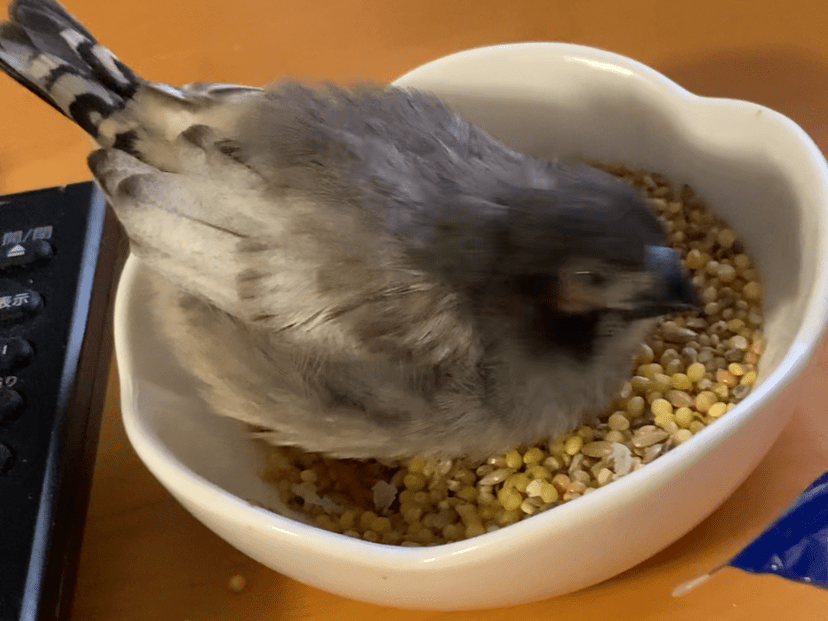 てんちゃん てんちゃん