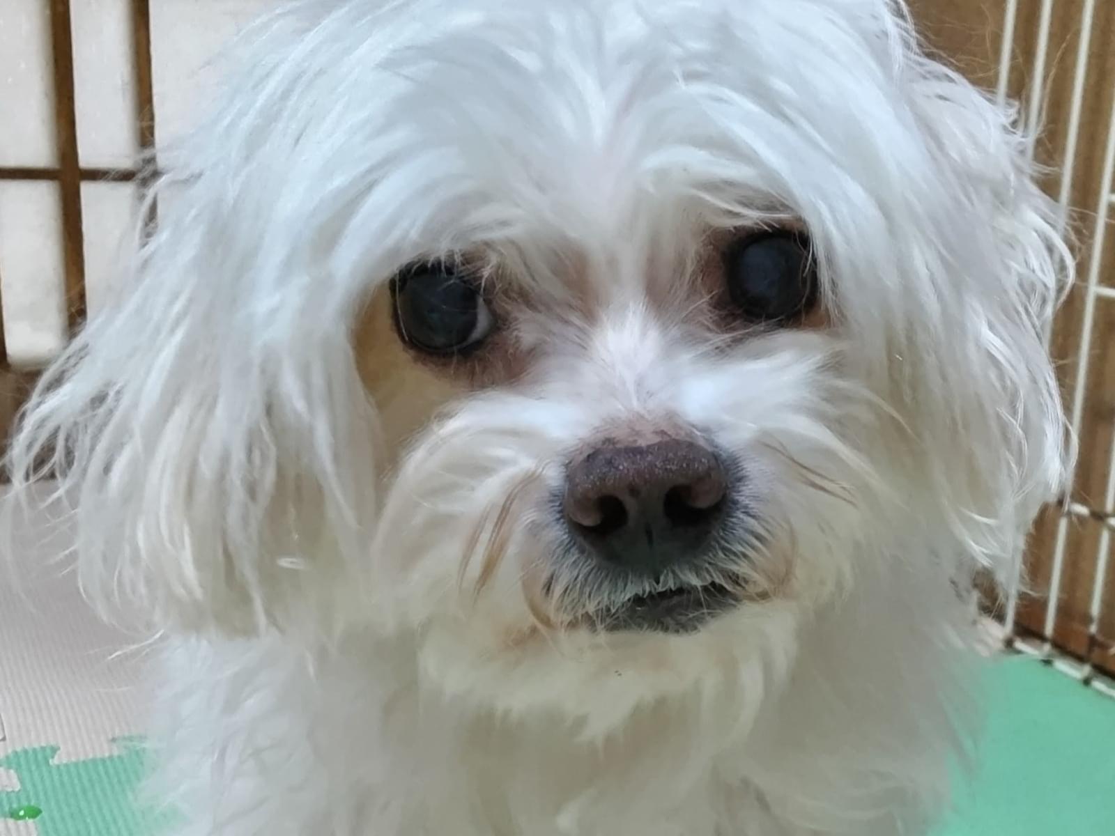 マキバちゃん