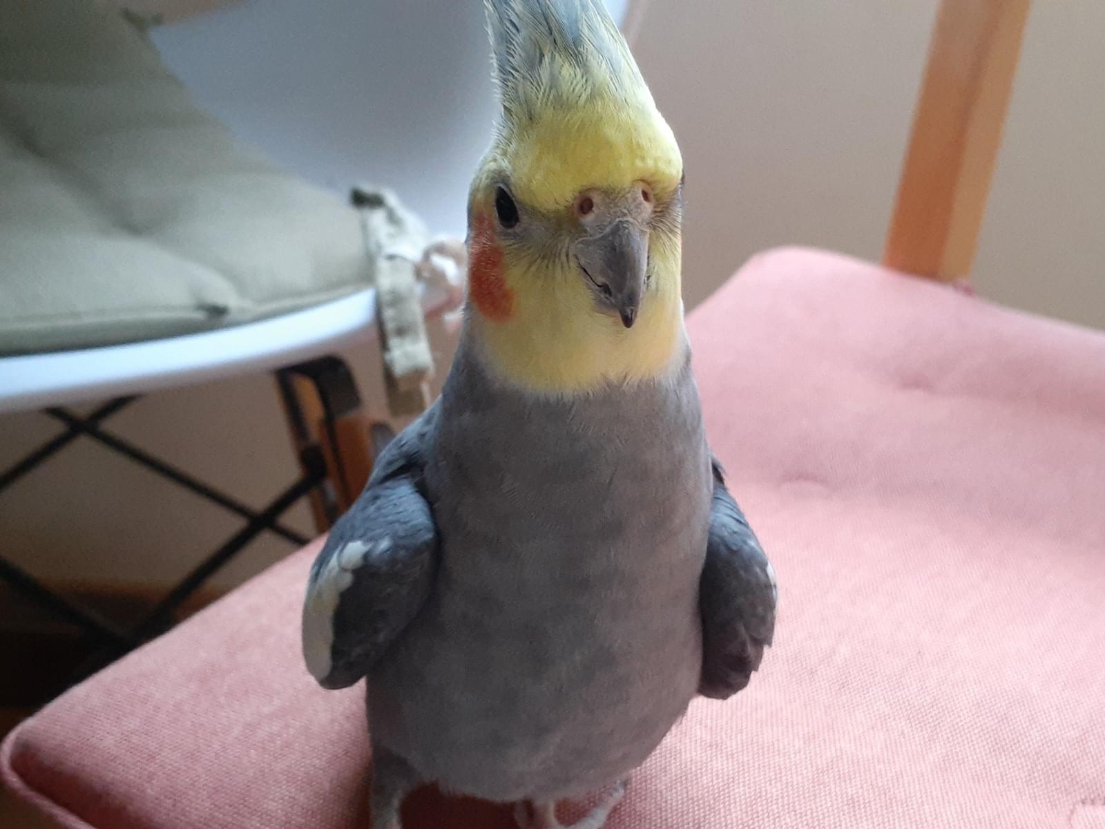 保護された鳥 保護された鳥