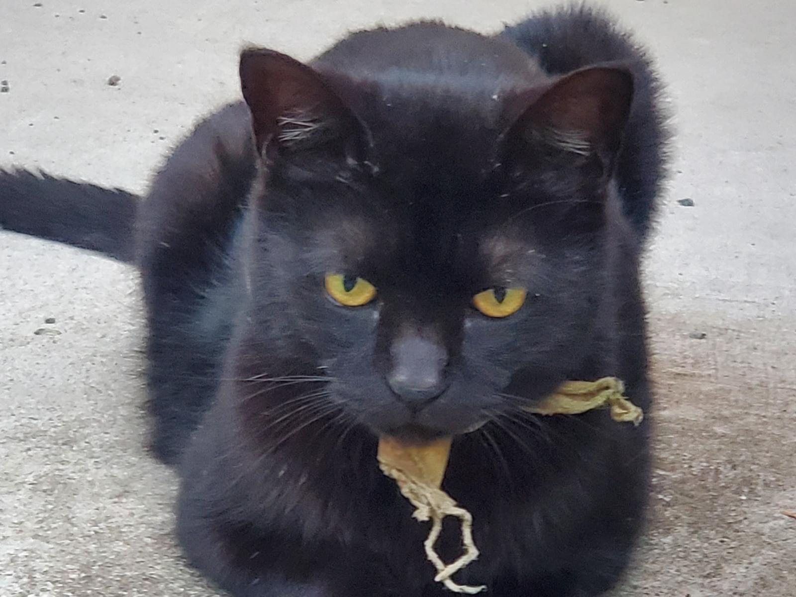 目撃された猫 目撃された猫