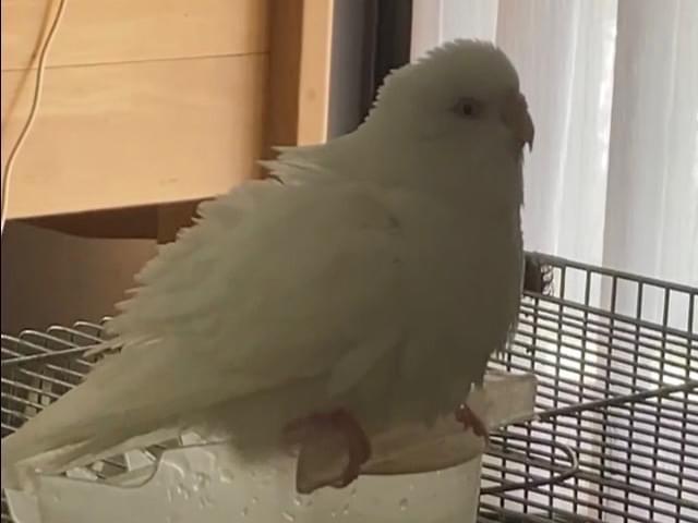 ぴーちゃん ぴーちゃん