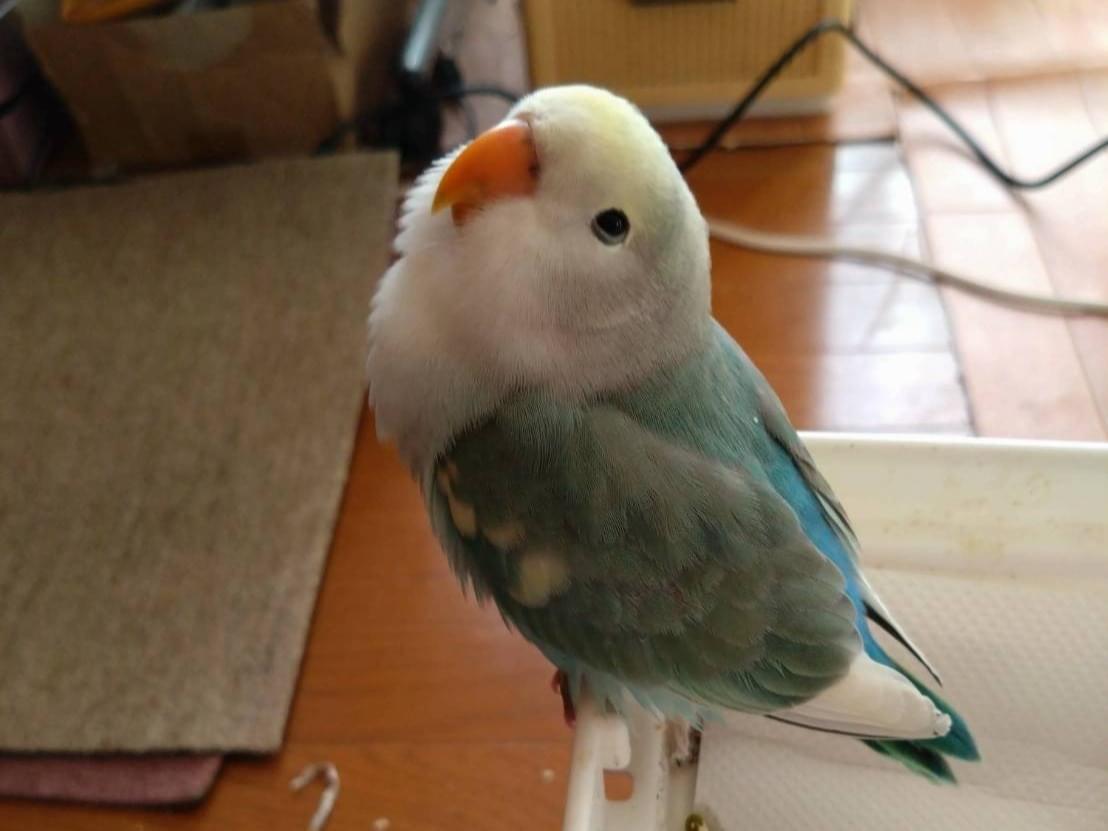 むぎちゃん むぎちゃん