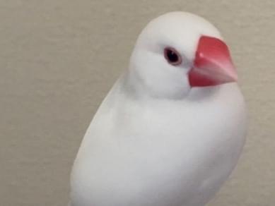 るるちゃん るるちゃん