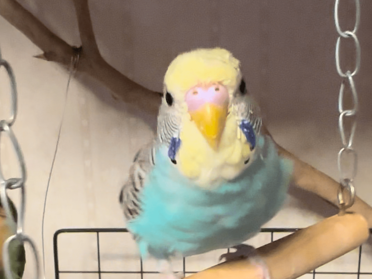 あおちゃん あおちゃん