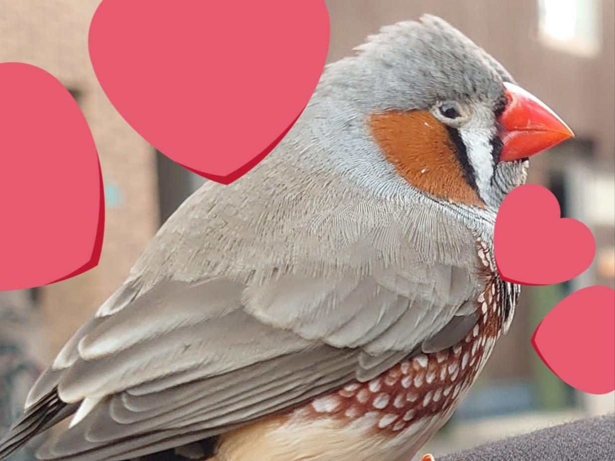 目撃された鳥 目撃された鳥