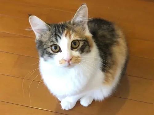 茶・黒・白の小柄な三毛猫を探しています