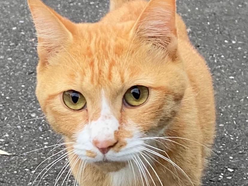 目撃された猫 目撃された猫