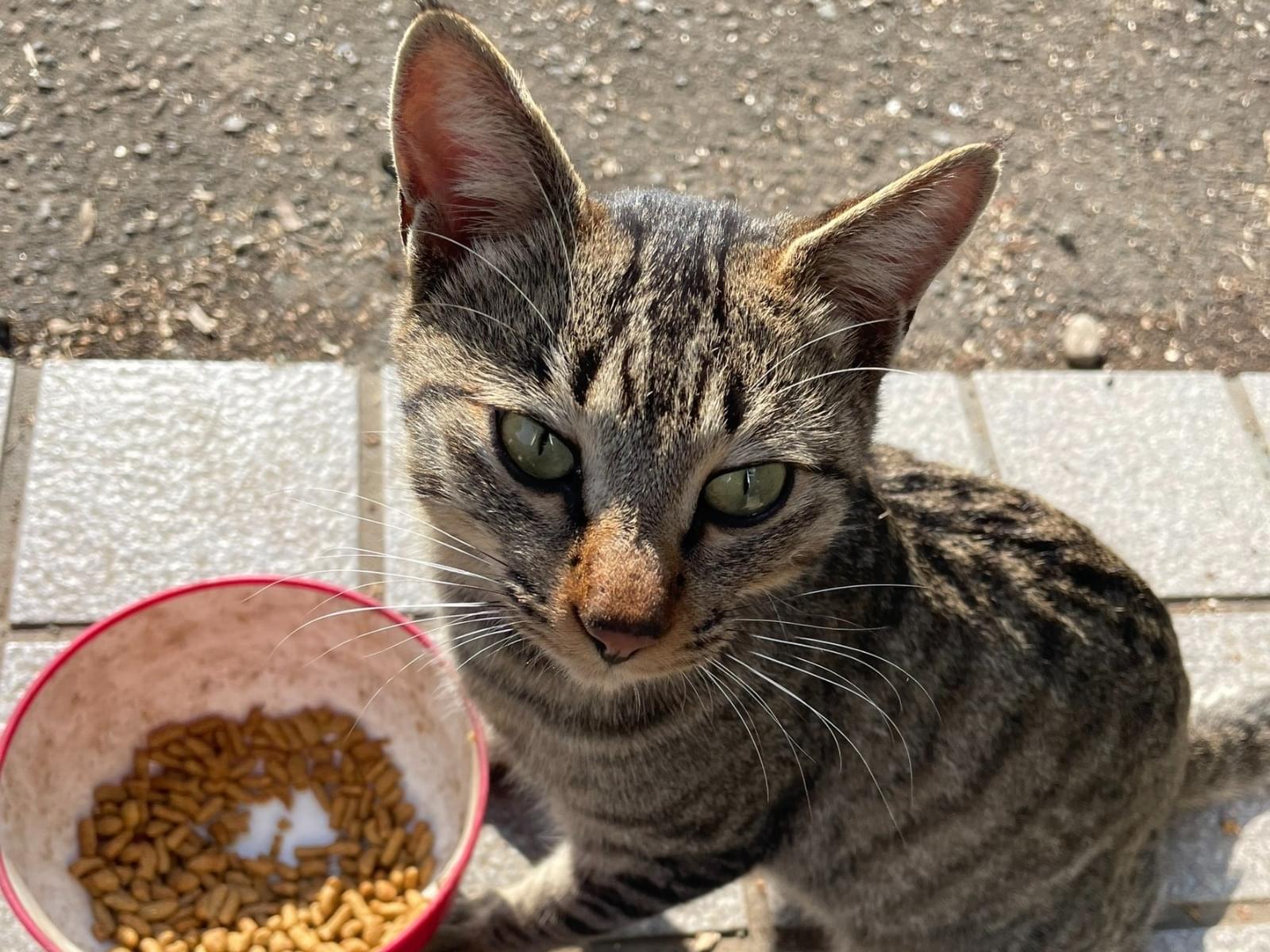 保護された猫 保護された猫