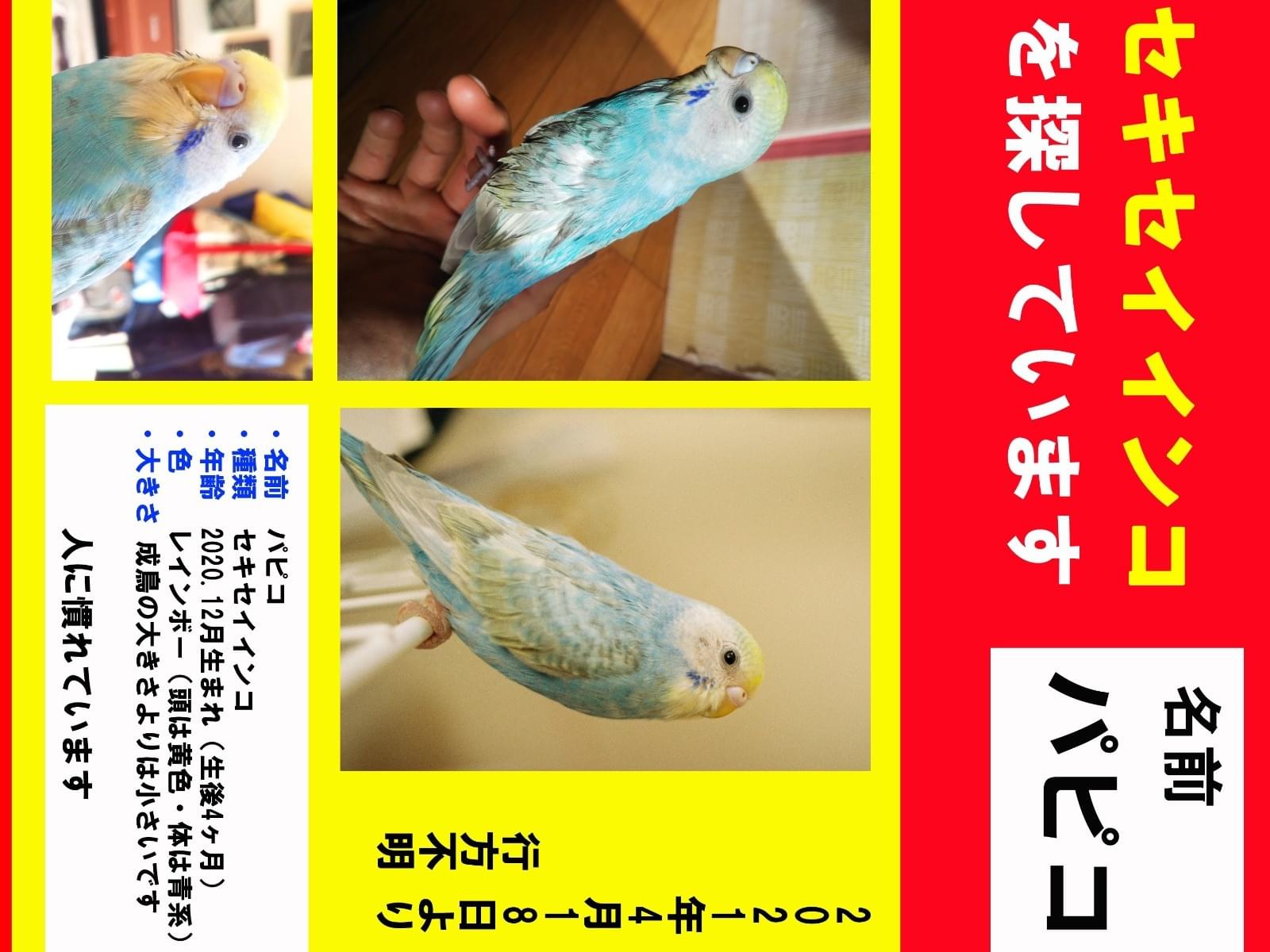 パピコちゃん パピコちゃん