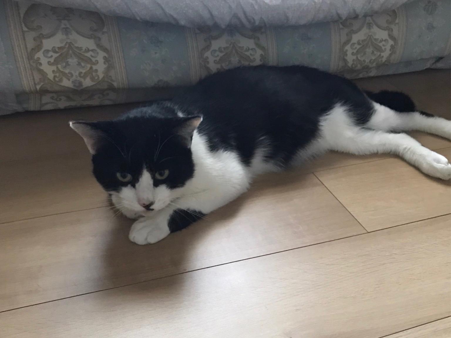 てんちゃん てんちゃん