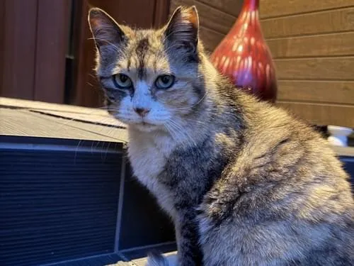 探してます‼️三毛猫っぽい雑種サクラ耳(カット左耳)