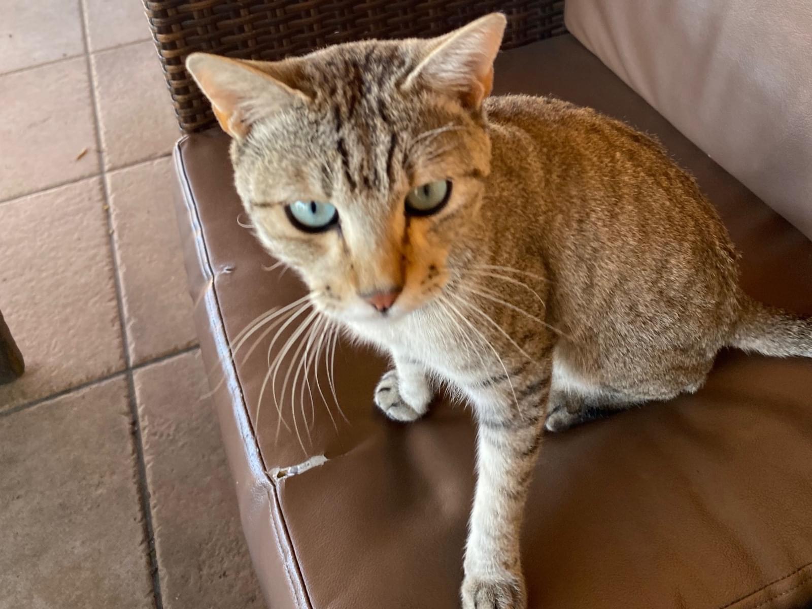 保護された猫 保護された猫