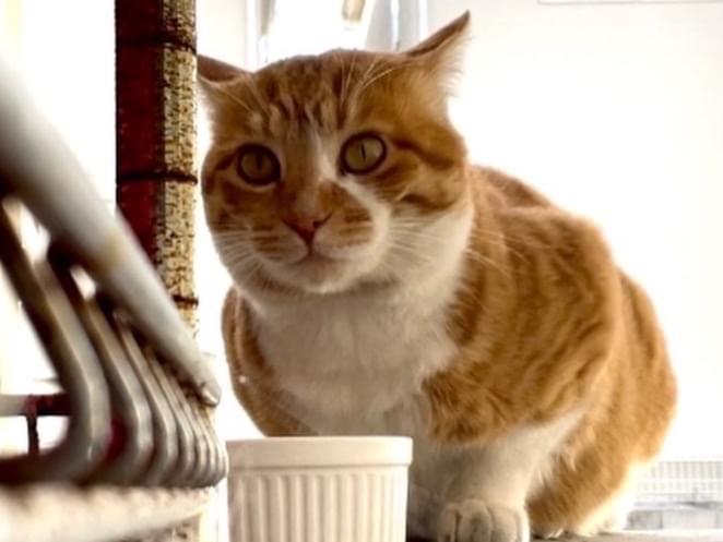 目撃された猫 目撃された猫