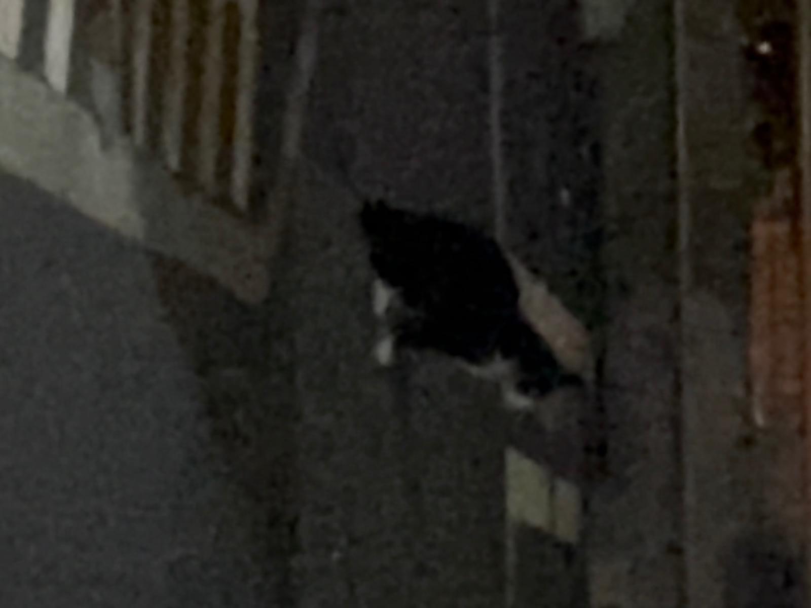 目撃された猫 目撃された猫