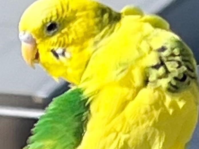 目撃された鳥 目撃された鳥