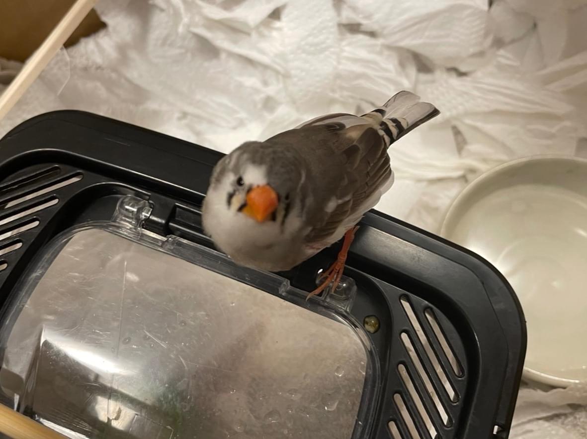 保護された鳥