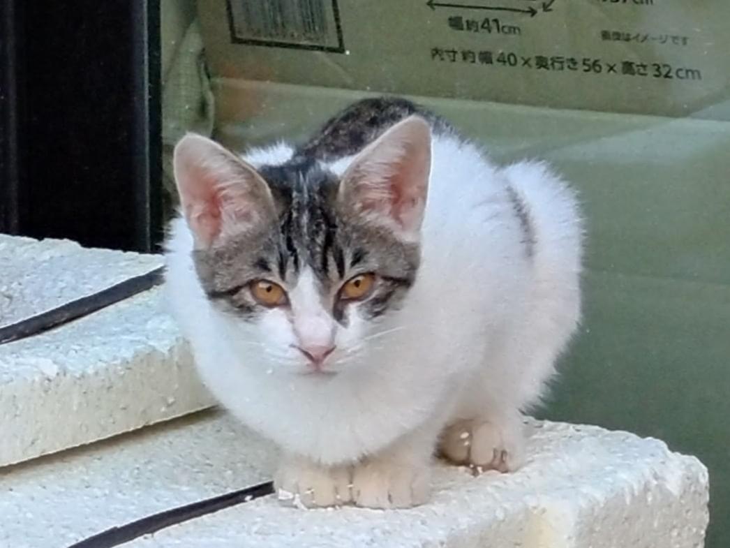 なれちゃん なれちゃん