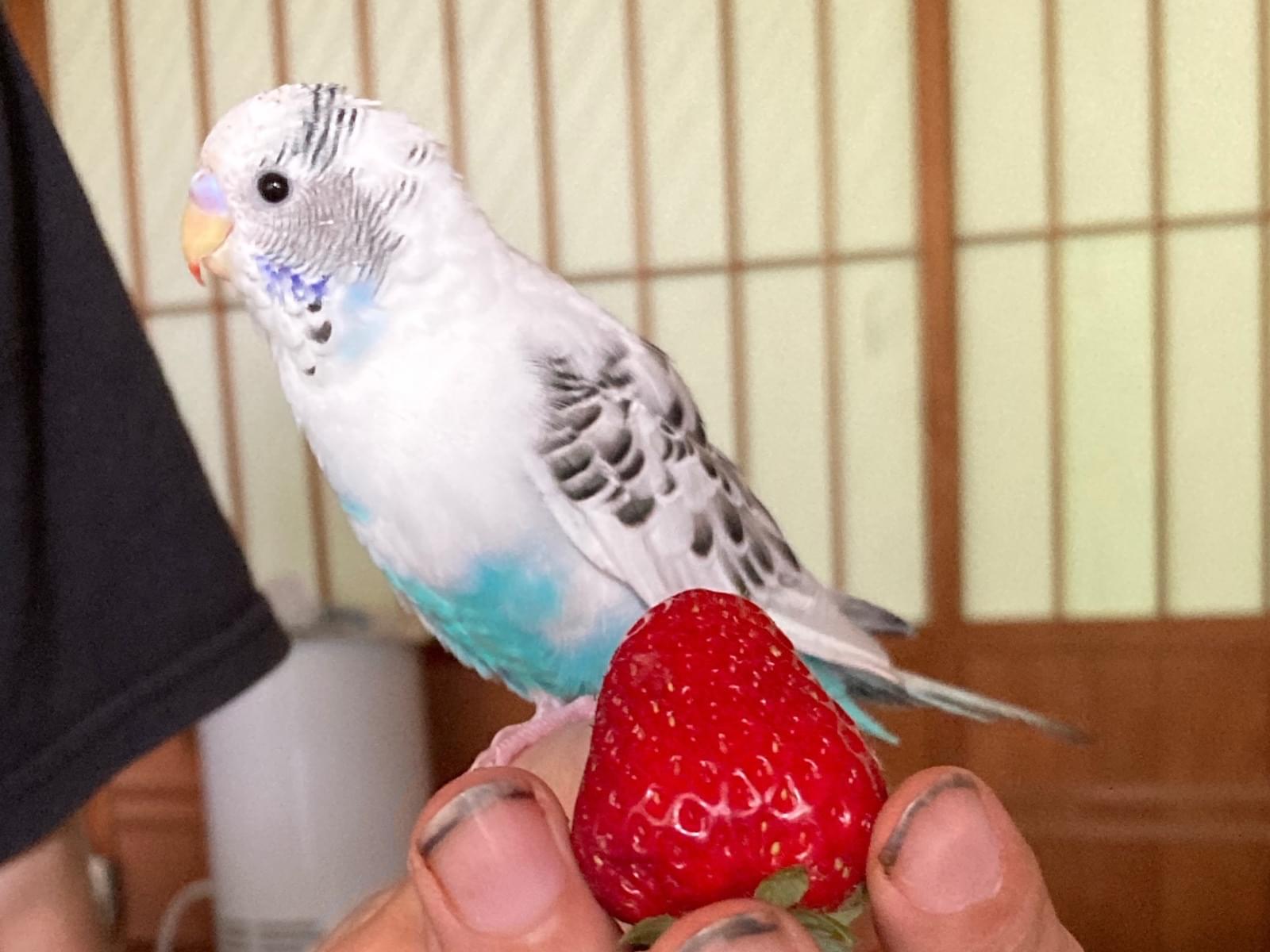 えっちゃん えっちゃん