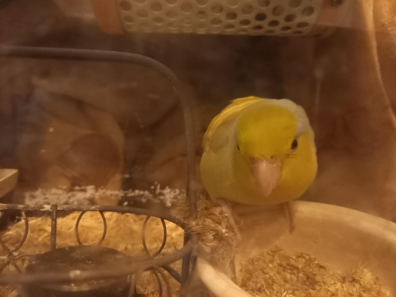 保護された鳥 保護された鳥