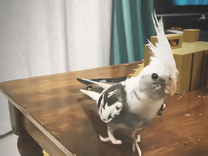 エルフちゃん エルフちゃん
