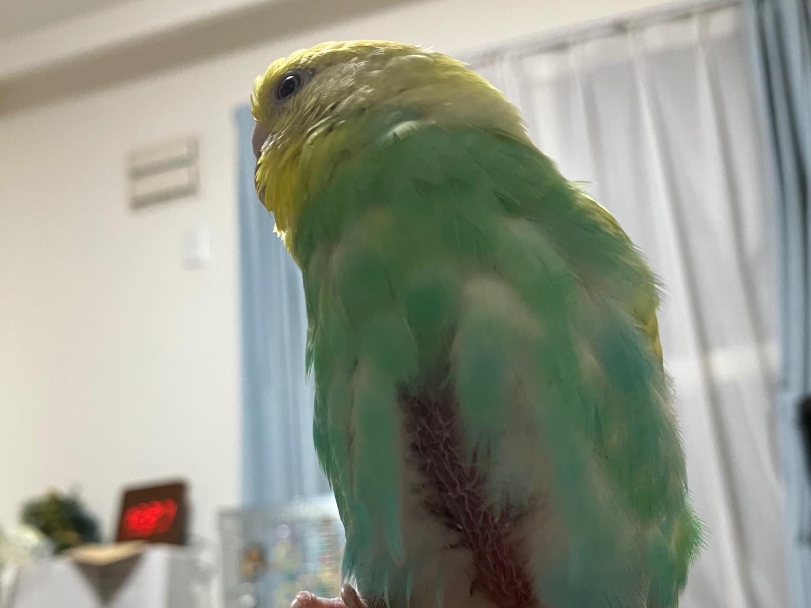 ぴのちゃん ぴのちゃん