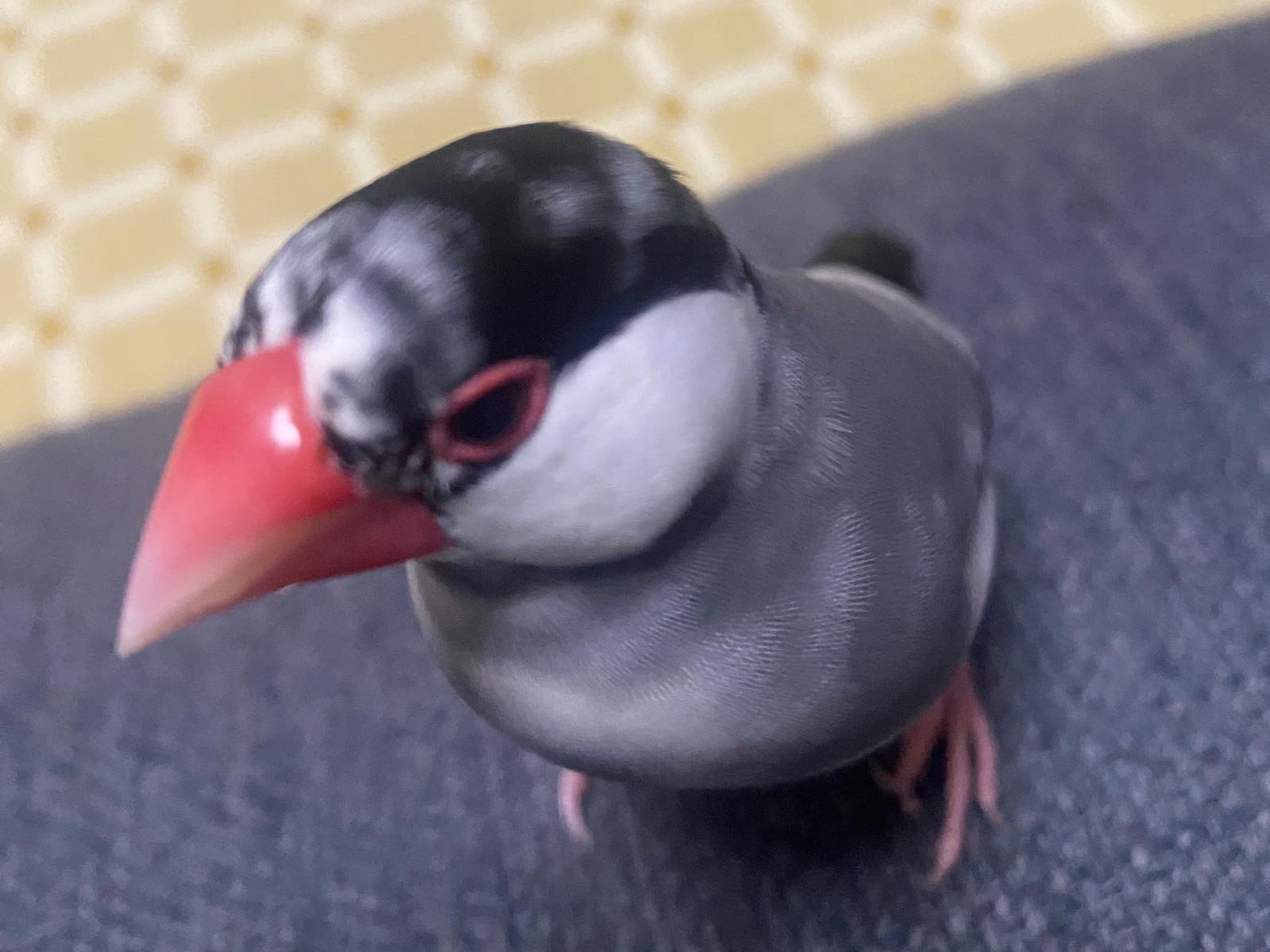 そらちゃん そらちゃん