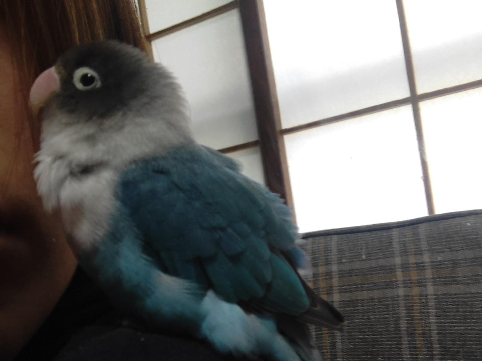 ぴすけちゃん ぴすけちゃん