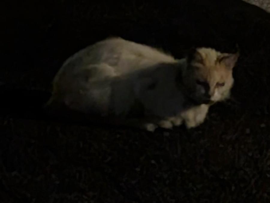 目撃された猫 目撃された猫