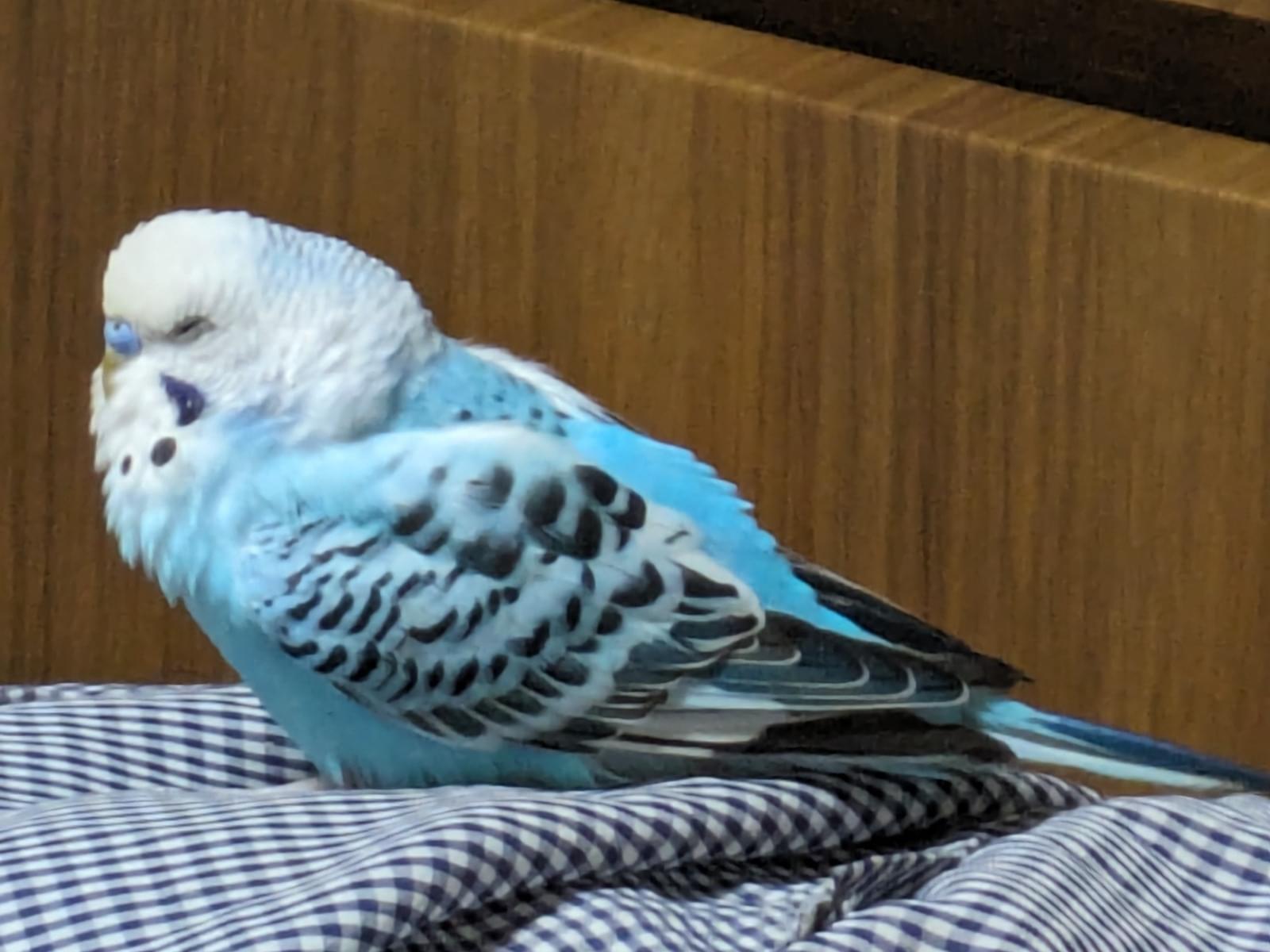 ピースケちゃん