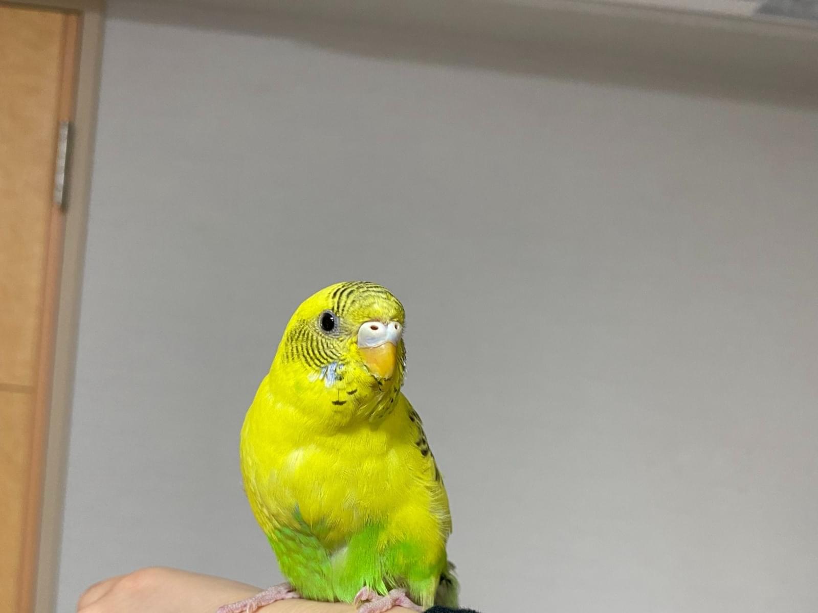 保護された鳥 保護された鳥
