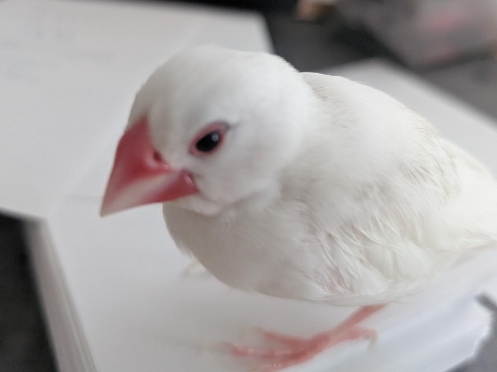 えんちゃん えんちゃん