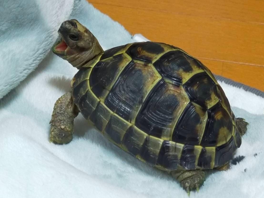 ハクちゃん ハクちゃん