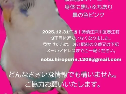 セキセイインコを探しています。