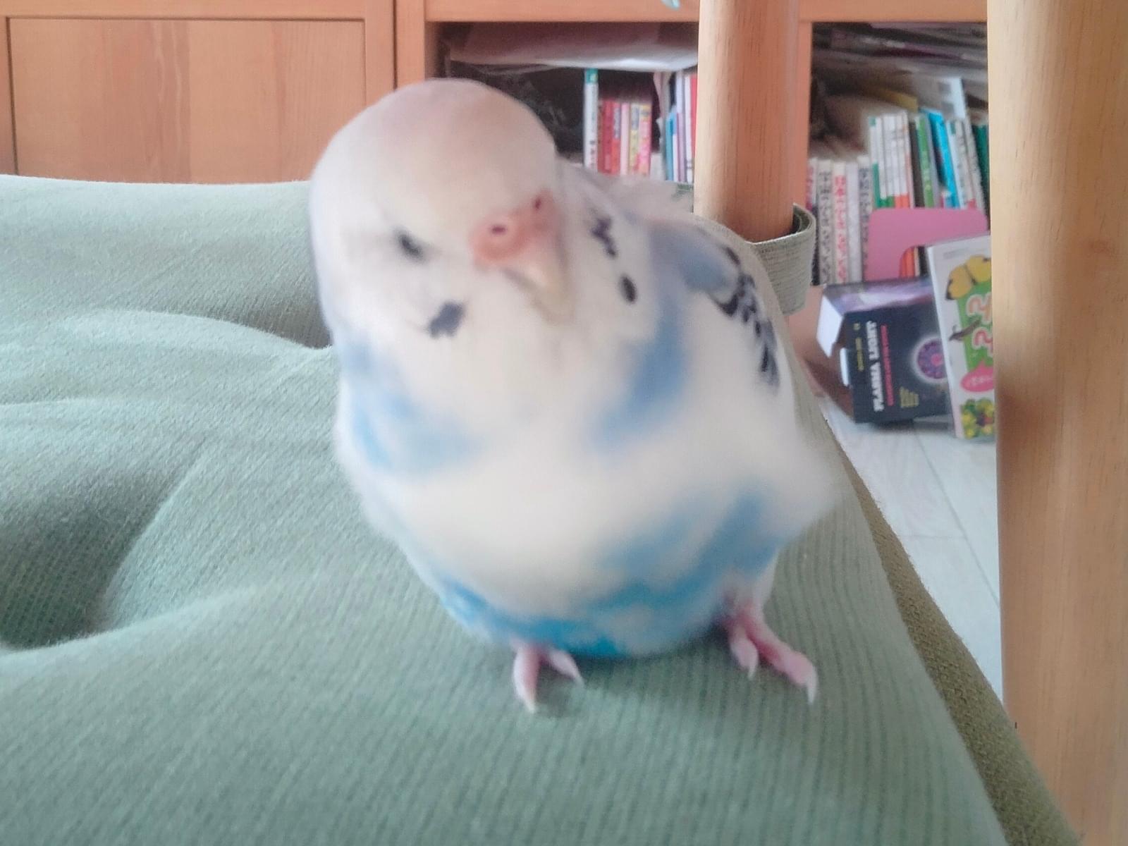 ほしちゃん ほしちゃん