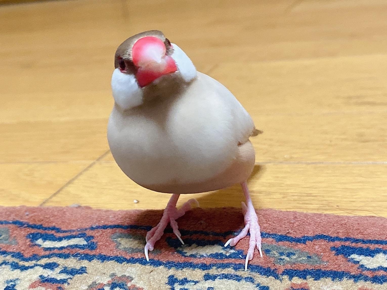 きなこちゃん きなこちゃん