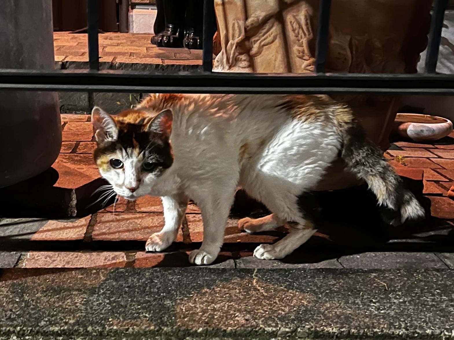 目撃された猫 目撃された猫