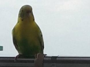 目撃された鳥 目撃された鳥